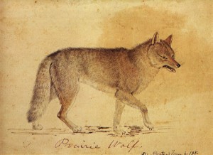 Un lupo